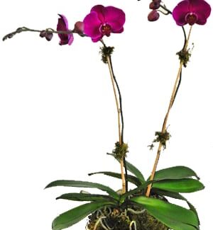 Phalaenopsis Orchid